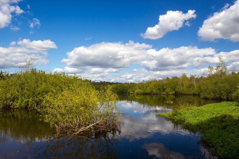 Limburg Maasduinen Nationaal Park