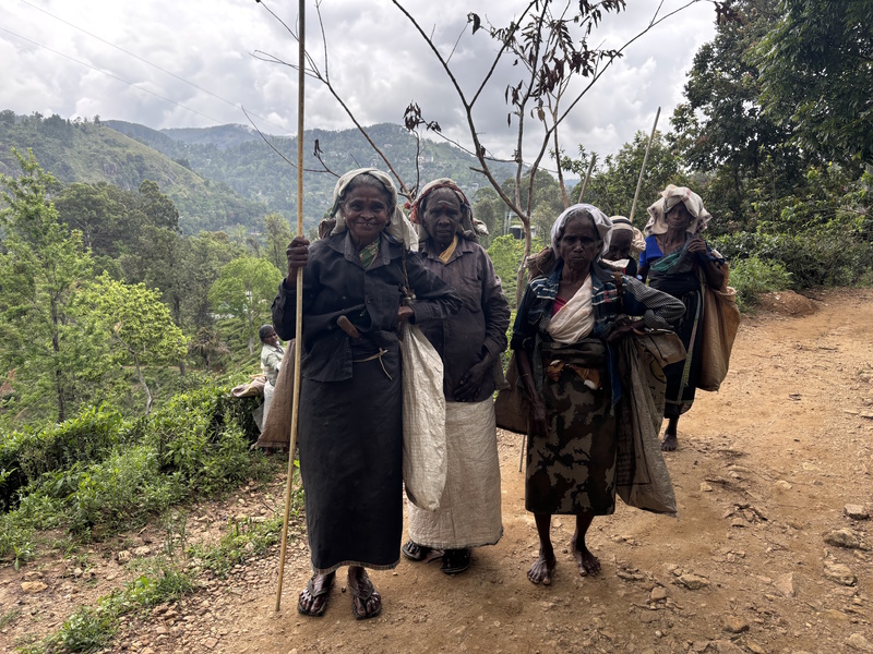 Theeplukkers Little Adam's Peak