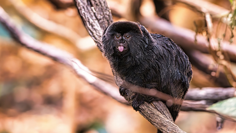Montreal Biodome zwarte aap