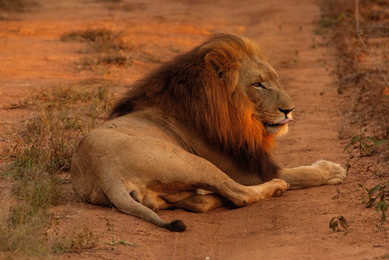 Swaziland Hlane National Park