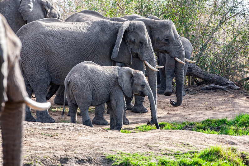 Swaziland Hlane Royal National Park