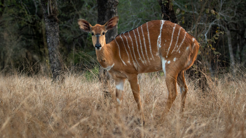 Swaziland Mbuluzi Game Reserve