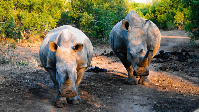 Swaziland Mkhaya Game Reserve