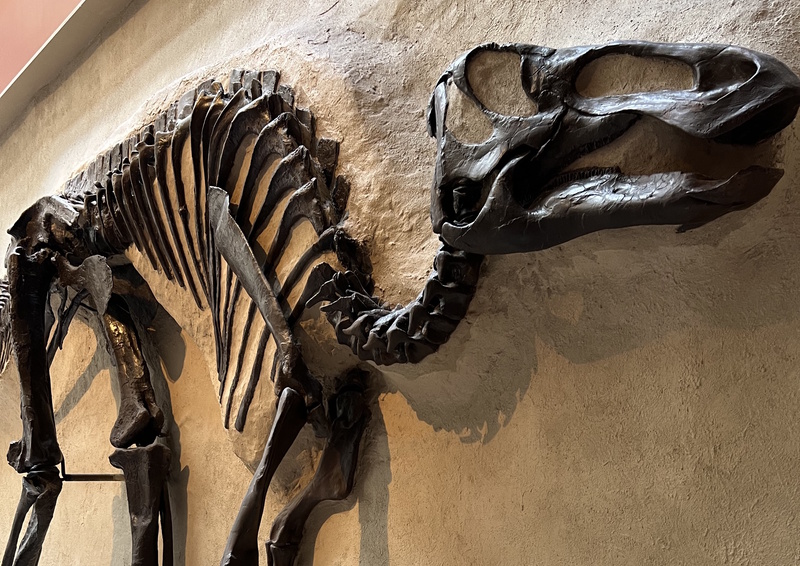 Skelet Royal Ontario Museum Toronto