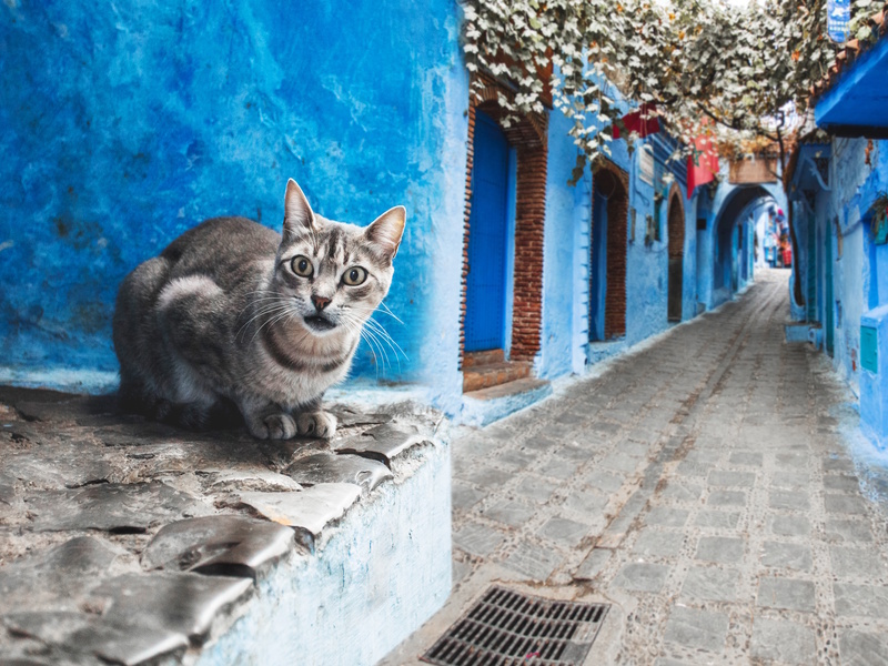 Chefchaouen kat