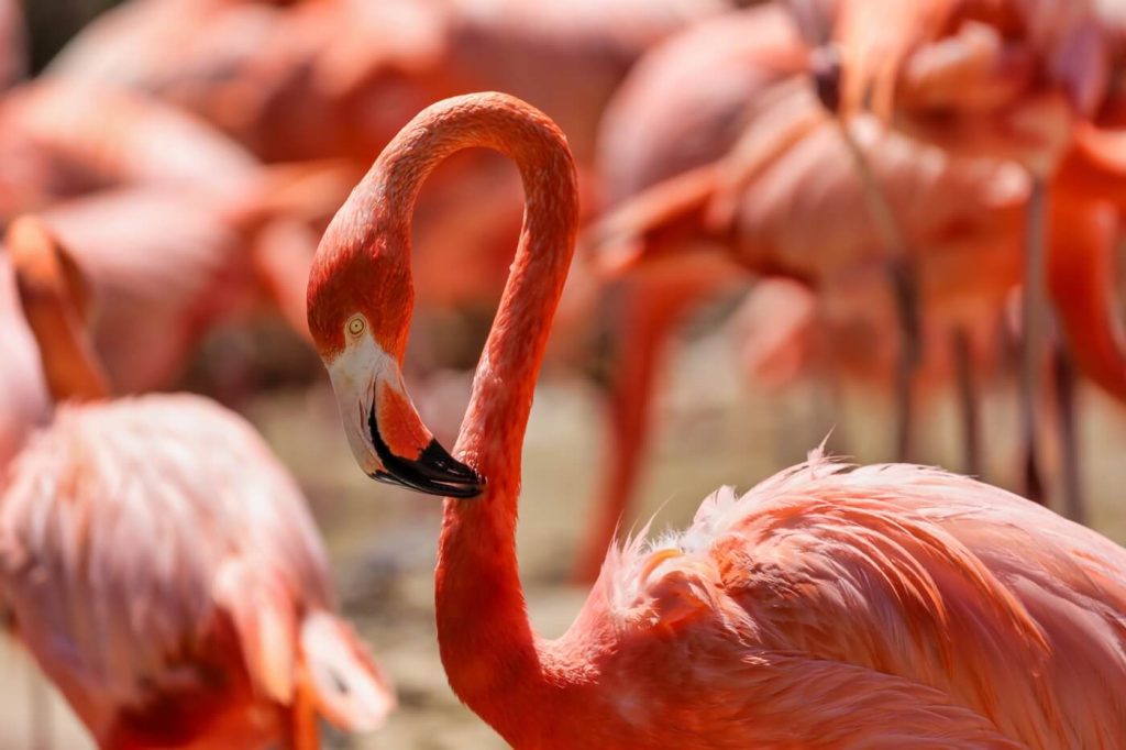 Flamingo's bekijken in de wereld