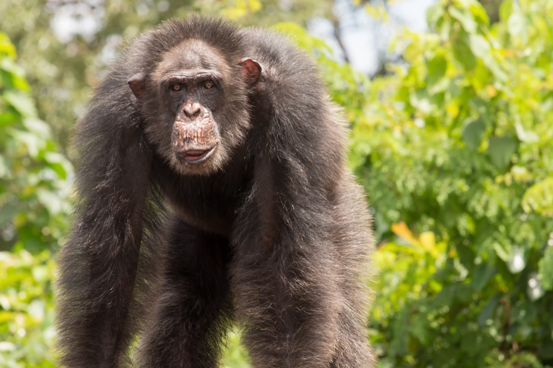 Liberia chimpansee