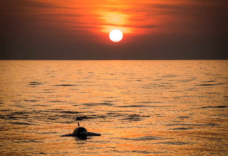 Rovinj dolfijnen spotten