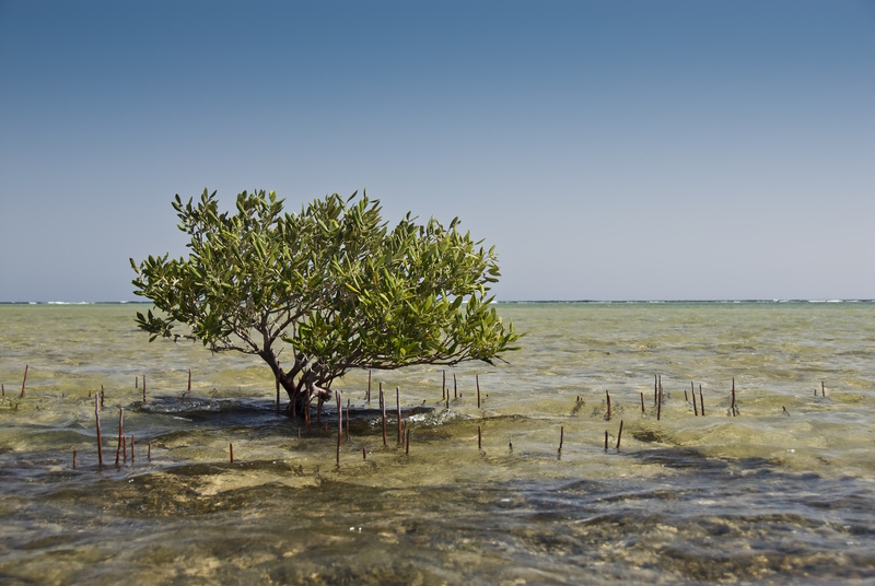 Sharm el Sheikh Nabq National Park