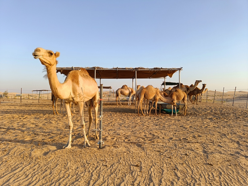 Abu Dhabi vakantie kamelen
