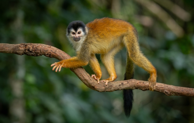 Costa Rica rondreis eekhoornaap