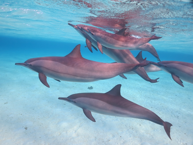 Marsa Alam dolfijnen