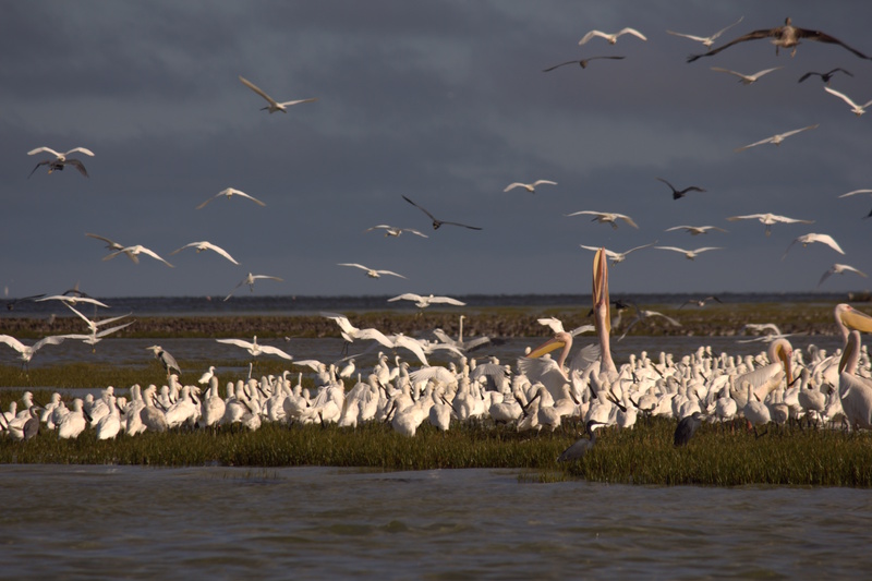 Mauritanië trekvogels