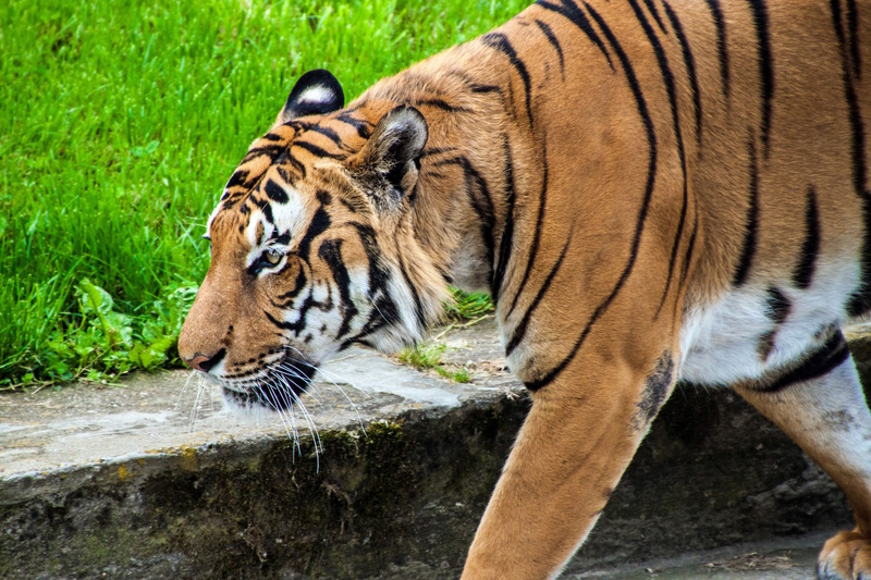 Praag dierentuin Sumatraanse tijger