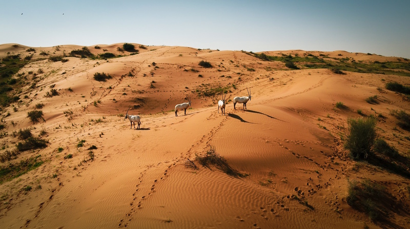 Woestijn Ras Al Khaimah