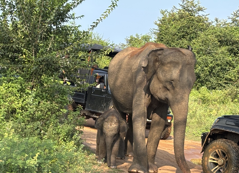 Sri Lanka Udawalawe National Park