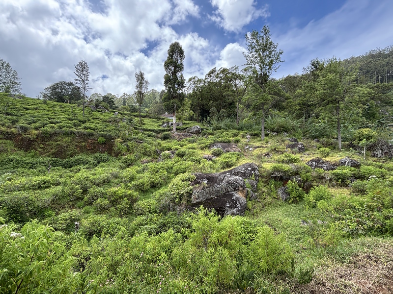 Heuvels trein Ella Kandy