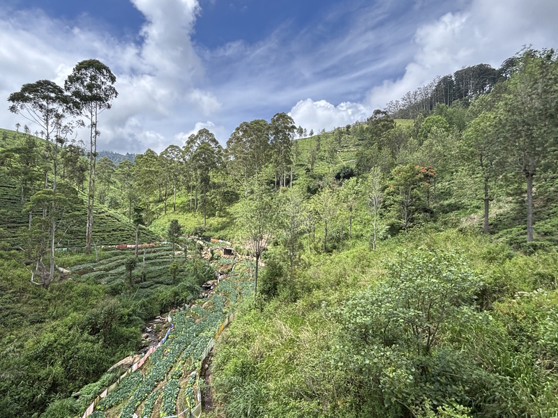 Uitzicht trein Ella Kandy