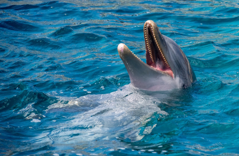 Dolphin Academy in Willemstad