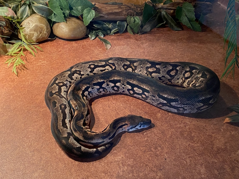 Zeeland Vlissingen reptielenzoo