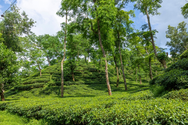 Bangladesh Srimangal