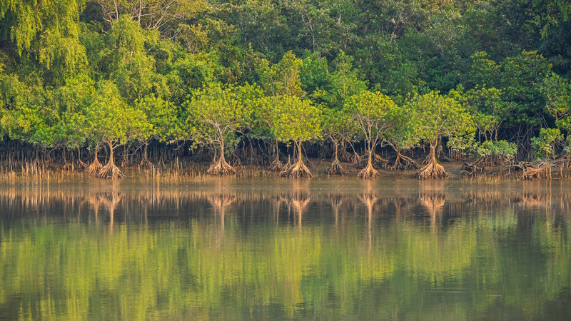 Bangladesh Sundarbans National Park