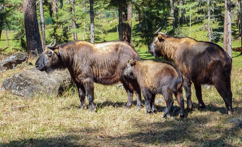 Bhutan takin reservaat