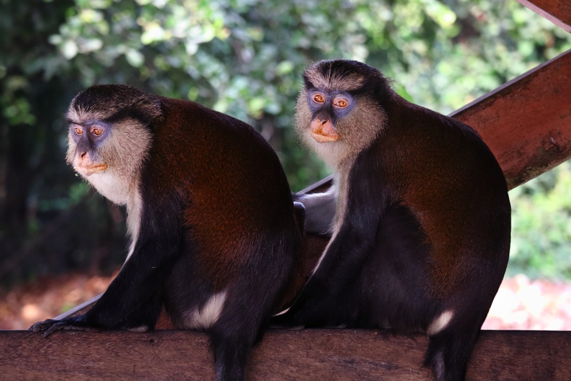 Lekki natuurpark in Lagos