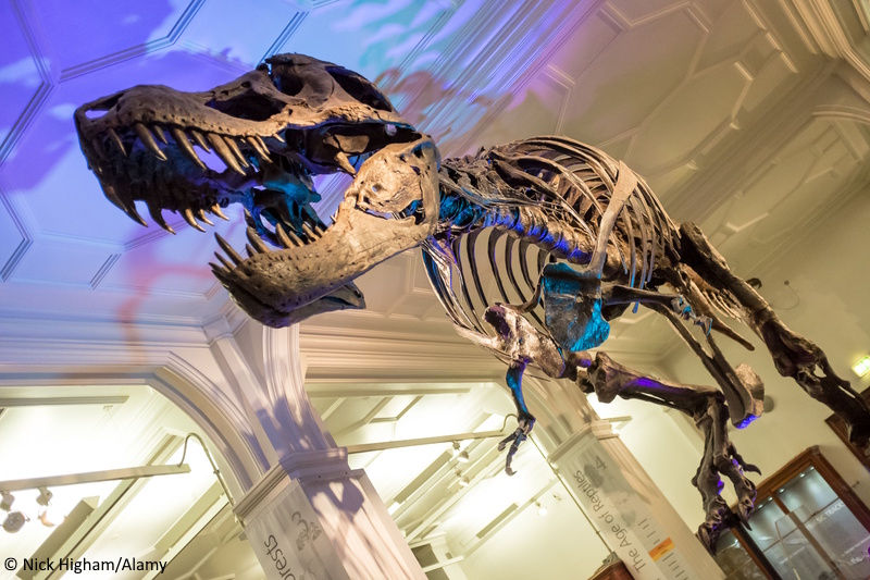 Manchester Museum dinosaurus