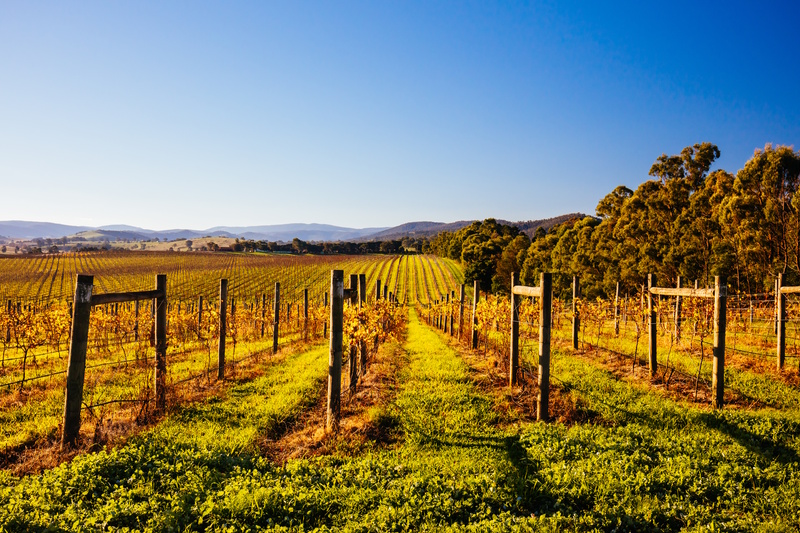 Melbourne vakantie wijngaardem