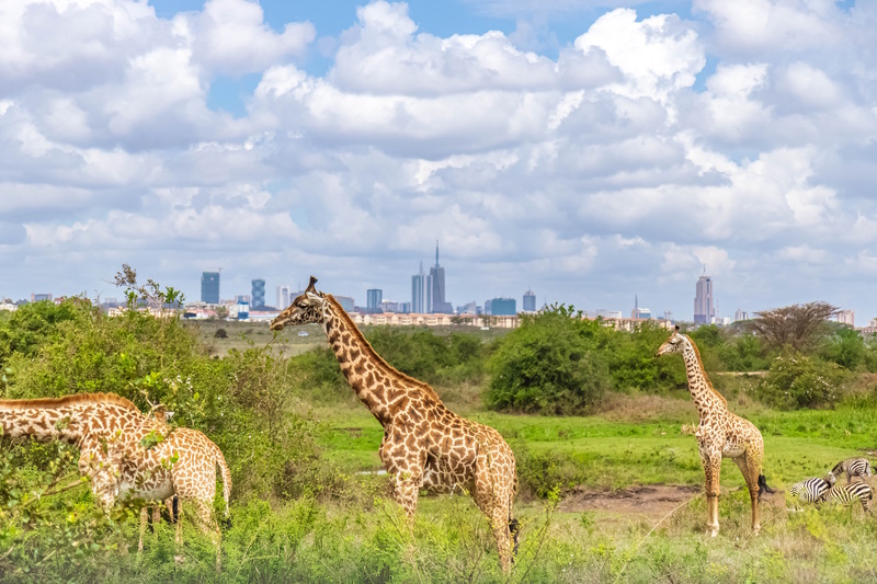 National Park in Nairobi