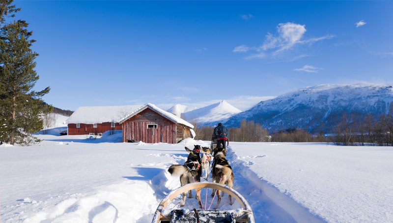 Narvik hondensledetocht