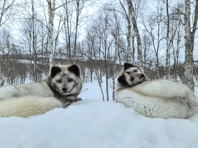 Polar Park in Narvik