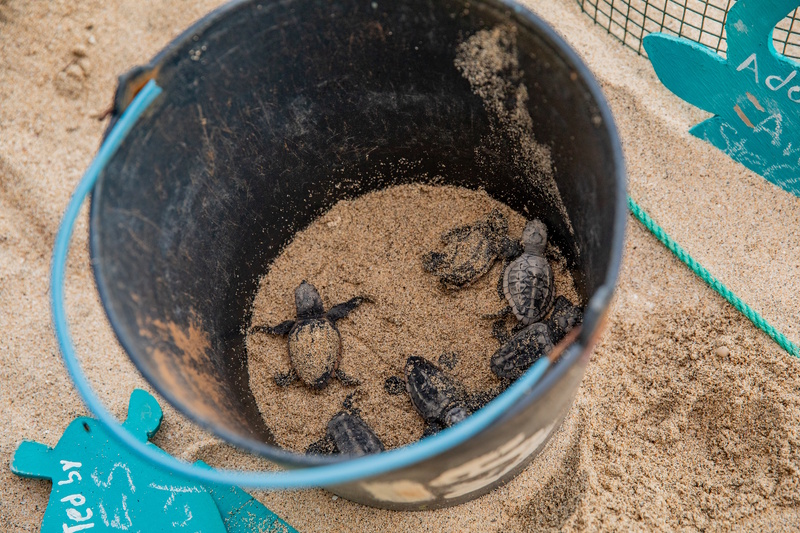 Sal babyschildpadjes