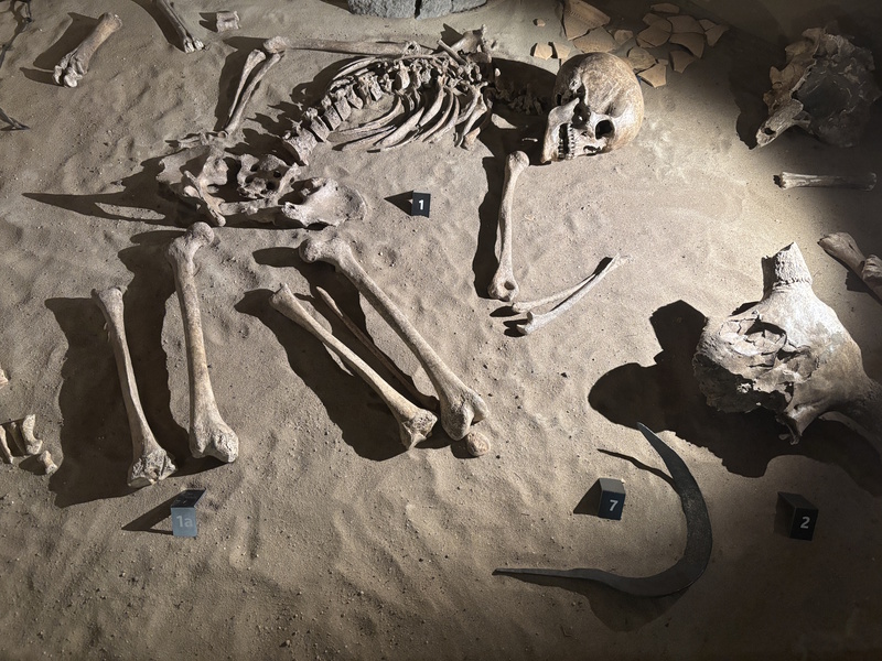 Skelet Stedelijk Museum Zutphen