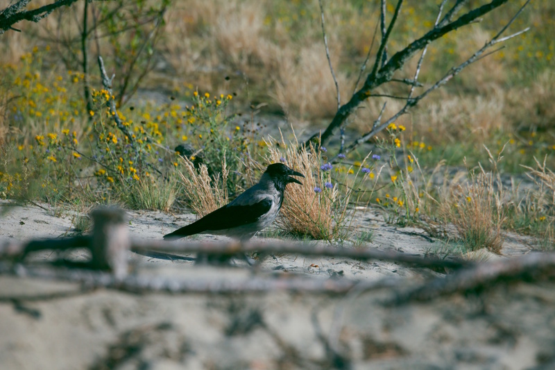 Vogel Koerse Schoorwal Klaipeda