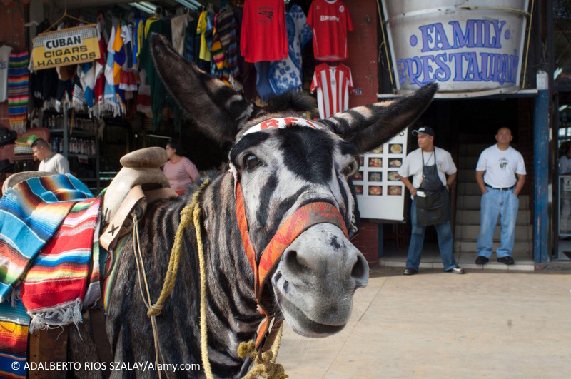 Tijuana ezel