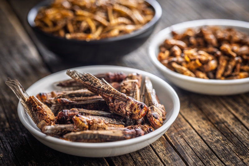 Vakantiebeurs 2026 insecten