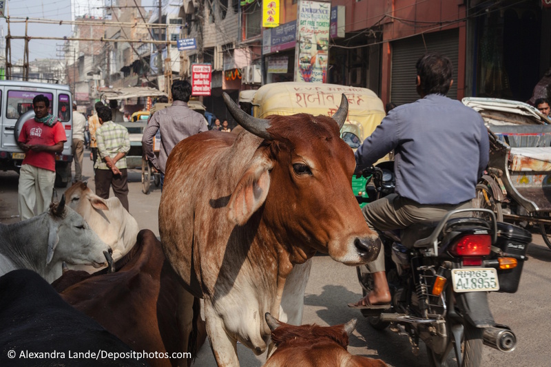 Varanasi straat koe