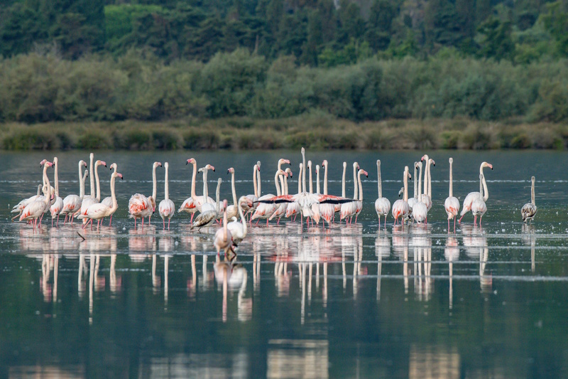 Bastia natuurreservaat Biguglia