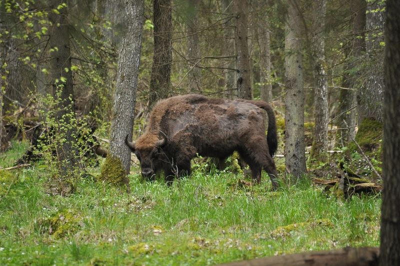 Polen Bialowieza National Park