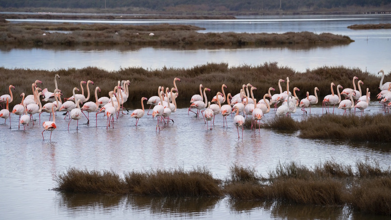 Cagliari flamingo