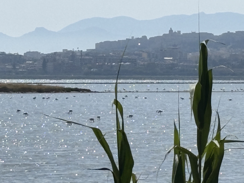 Cagliari lagune