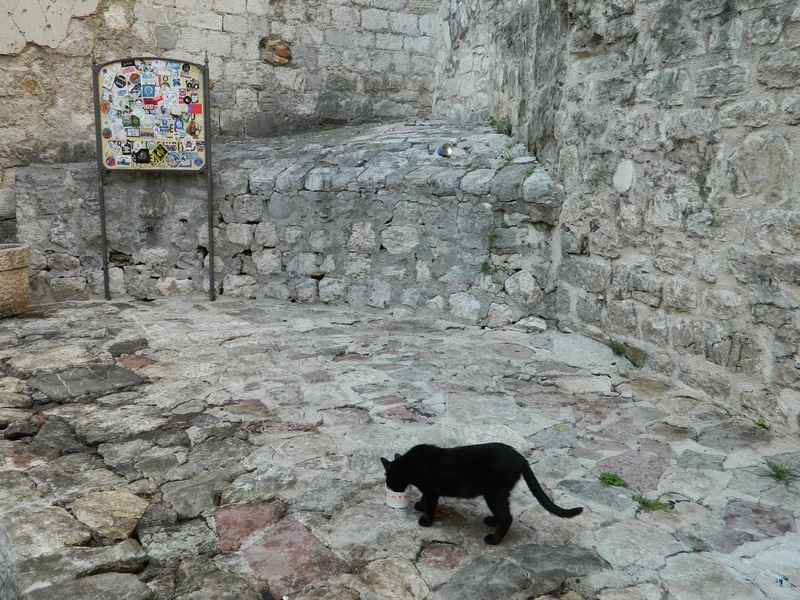 Kotor kat