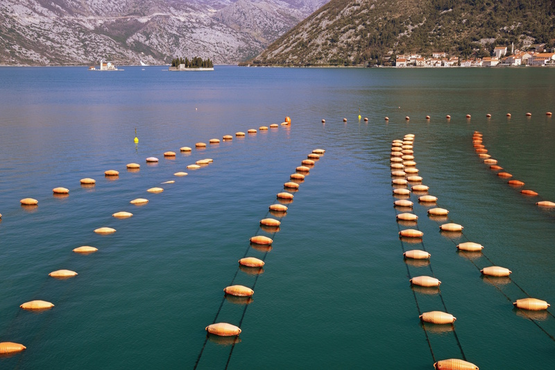 Kotor mosselkwekerij