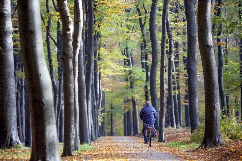 Utrecht nationaal park De Heuvelrug
