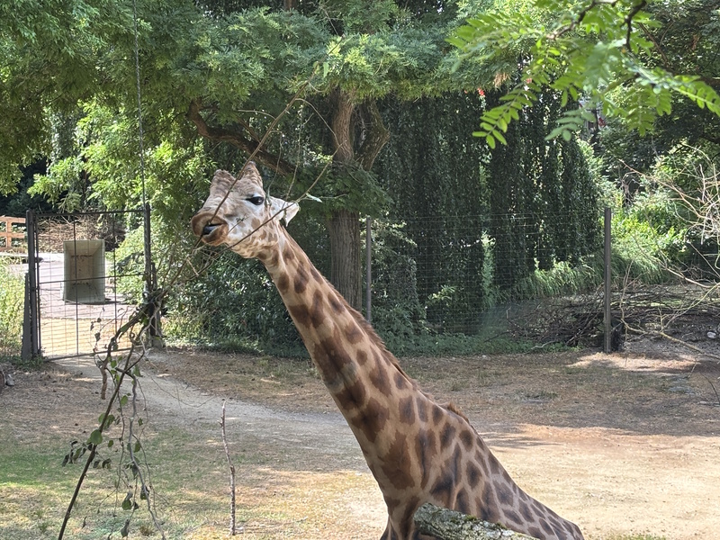 Basel dierentuin giraffe