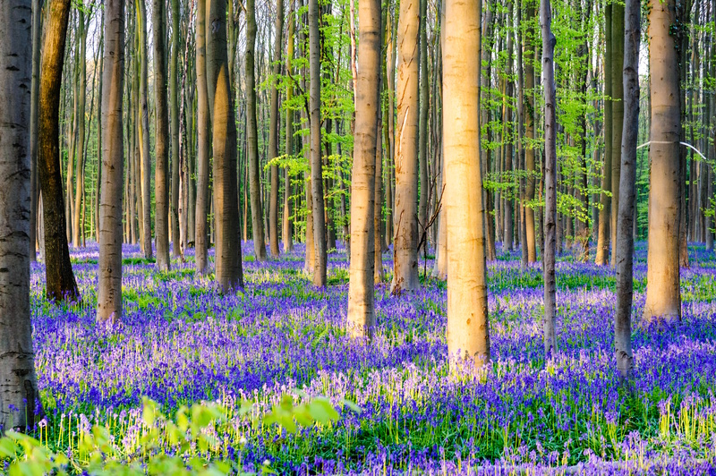 België Hallerbos