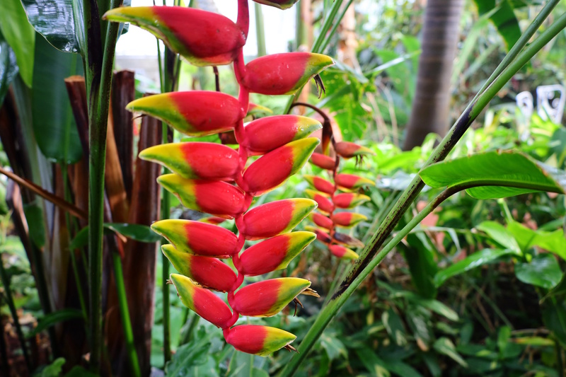 Botanische tuin in Genève