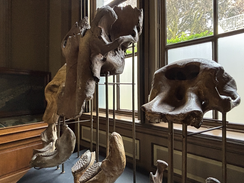 Mammoet Teylers Museum Haarlem